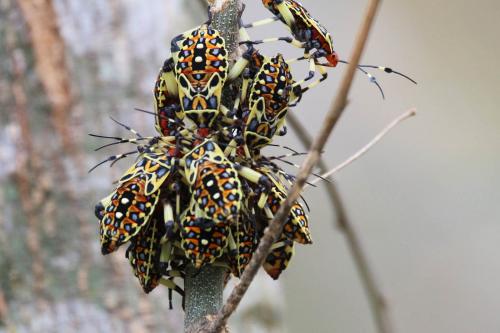 Pachylis laticornis